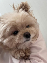 ViVian - よしのの女の子ブログ画像