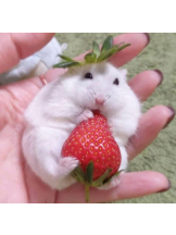 ViVian - よしのの女の子ブログ画像