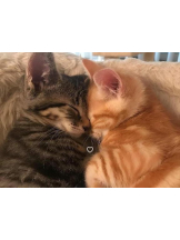 ViVian - よしのの女の子ブログ画像