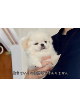 ViVian - よしのの女の子ブログ画像