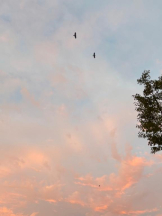 ViVian - よしのの女の子ブログ画像