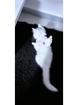 ViVian - よしのの女の子ブログ画像