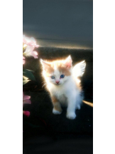 ViVian - よしのの女の子ブログ画像