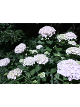 WA-hoo - 新　かれんの女の子ブログ画像