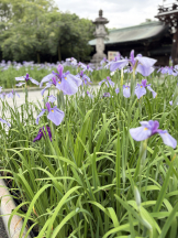 WA-hoo - 新　かれんの女の子ブログ画像