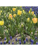 WA-hoo - 新　かれんの女の子ブログ画像