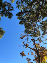 ViVian - ちなつの女の子ブログ画像