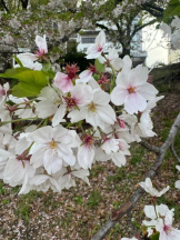 God Field - ほのかの女の子ブログ画像