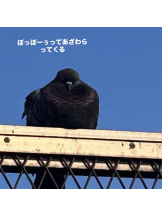 VIVID - るいの女の子ブログ画像