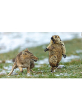 VIVID - るいの女の子ブログ画像