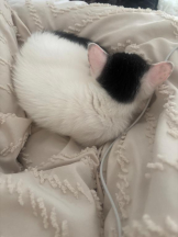 ViVian - ましろの女の子ブログ画像