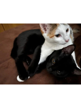 Club clover - せいかの女の子ブログ画像