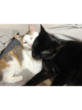 Club clover - せいかの女の子ブログ画像