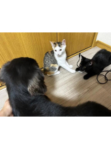 Club clover - せいかの女の子ブログ画像