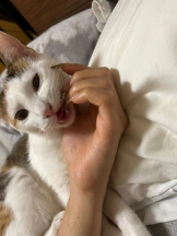 Club clover - せいかの女の子ブログ画像