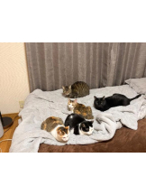 Club clover - せいかの女の子ブログ画像