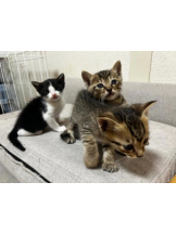 Club clover - せいかの女の子ブログ画像