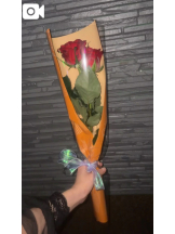 Club clover - せいかの女の子ブログ画像