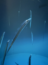 WA-hoo - なつ姫の女の子ブログ画像