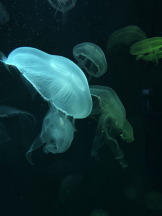 WA-hoo - なつ姫の女の子ブログ画像