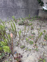 WA-hoo - なつ姫の女の子ブログ画像