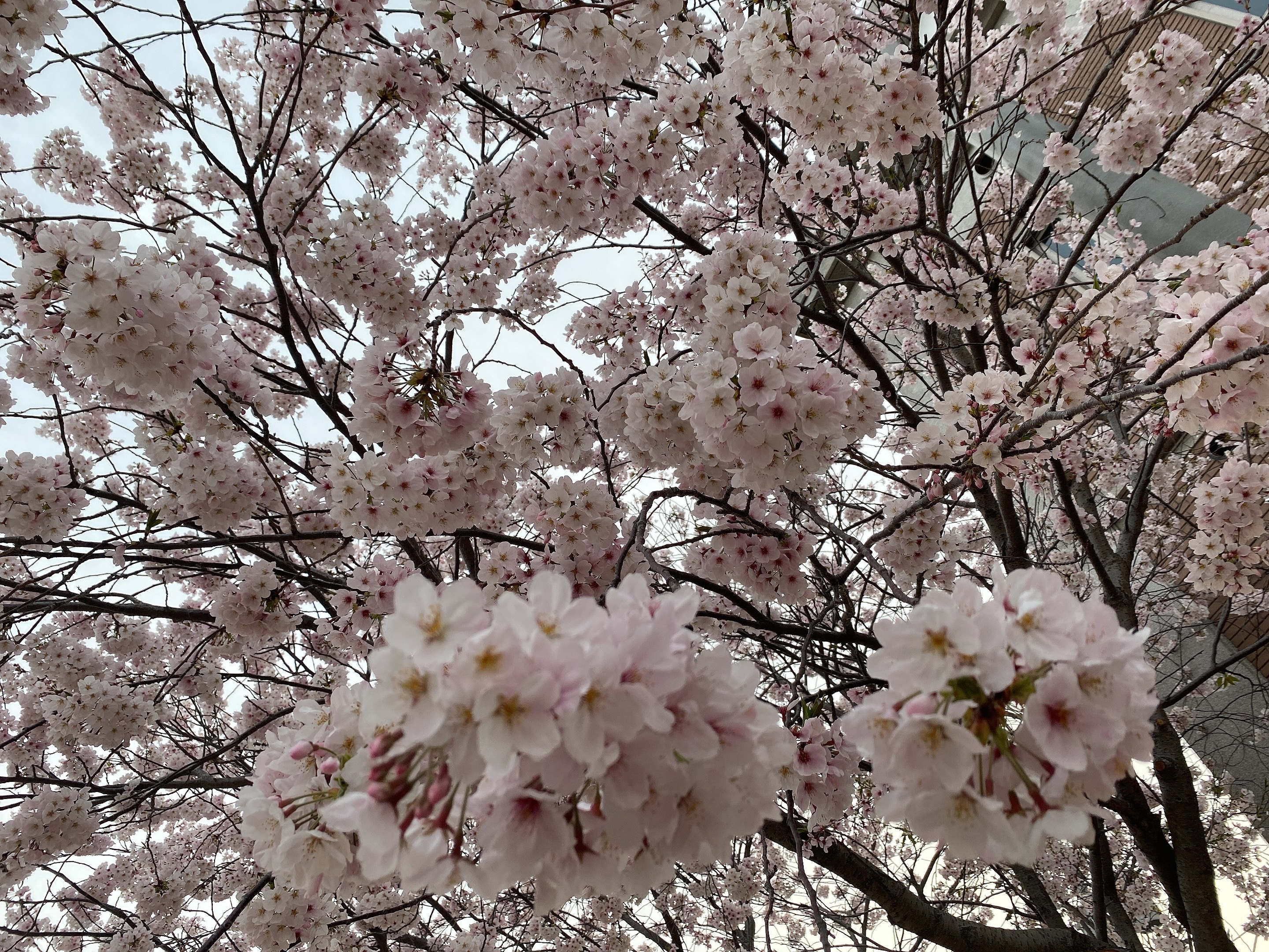 女の子ブログ添付画像1