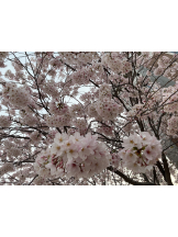 VIVID - あかりの女の子ブログ画像