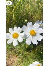 CLUB MERRY GO ROUND （メリーゴーランド） - りなの女の子ブログ画像