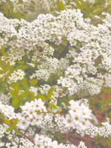 Flower club - ゆりの女の子ブログ画像