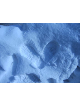 Flower club - りりの女の子ブログ画像