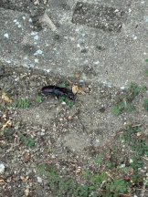CLUB MERRY GO ROUND （メリーゴーランド） - Momo -もも-の女の子ブログ画像