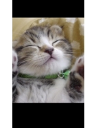 しおん