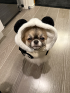 大輔