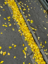 Club GOLD - あおいの女の子ブログ画像