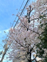 Club GOLD - あおいの女の子ブログ画像