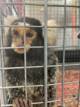 Club GOLD - あおいの女の子ブログ画像