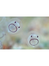 Club GOLD - あおいの女の子ブログ画像