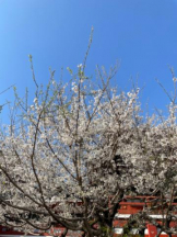 Club GOLD - あおいの女の子ブログ画像