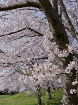 Club GOLD - あおいの女の子ブログ画像