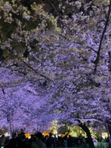 Club GOLD - あおいの女の子ブログ画像