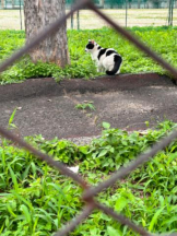 Club GOLD - あおいの女の子ブログ画像