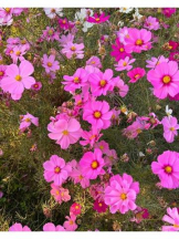 Club GOLD - あおいの女の子ブログ画像