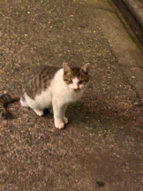 Club GOLD - あおいの女の子ブログ画像