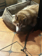 Club GOLD - あおいの女の子ブログ画像