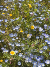 Club GOLD - あおいの女の子ブログ画像