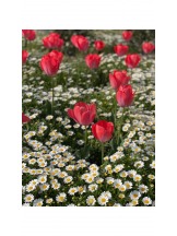 Club GOLD - あおいの女の子ブログ画像