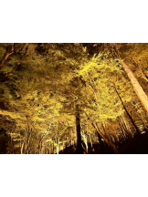 Club GOLD - あおいの女の子ブログ画像