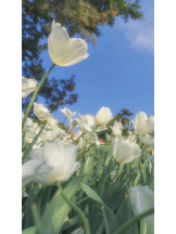 Club GOLD - あおいの女の子ブログ画像