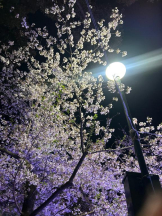 Club GOLD - あおいの女の子ブログ画像