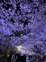 Club GOLD - あおいの女の子ブログ画像